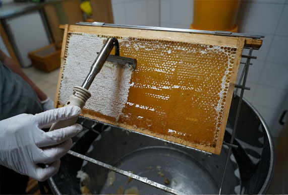 Bienenvolk