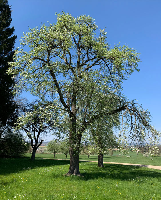 Baum