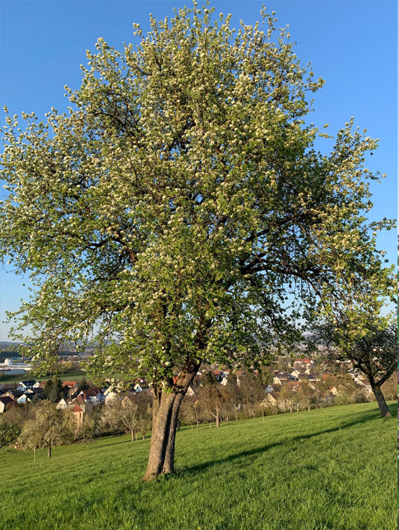 Baum